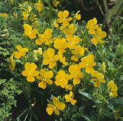 Viola Cornuta żółty Kwiat