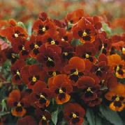 Horned Pansy, Horned Violet წითელი ყვავილების