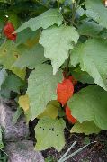 oranje Bloem Chinese Lantaarn Plant, Aardbei Grond Cherry (Physalis franchetii, Physalis alkekengi) foto