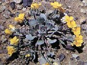 galben Floare Rydberg Twinpod, Dublu Bladderpod (Physaria) fotografie