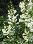 従順な植物、ハナトラノオ ホワイト フラワー