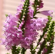 garden flowers pink Obedient plant, False Dragonhead Physostegia  photos, description, cultivation and planting, care and watering