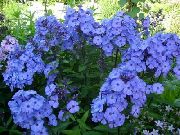 azul claro Flor Phlox Jardín (Phlox paniculata) foto