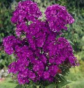 Floks Wiechowaty purpurowy Kwiat