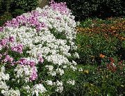 Yıllık Phlox Drummond Adlı Floksa beyaz çiçek