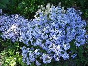 Floksa Sürünen, Yosun Phlox açık mavi çiçek
