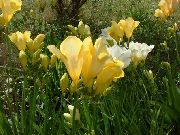 dzeltens Zieds Frēzija (Freesia) foto