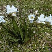 თეთრი ყვავილების ფრეზია (Freesia) ფოტო