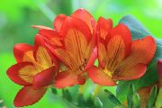 narančasta Cvijet Freesia  foto