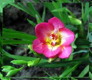 pink Blomst Fresia (Freesia) foto