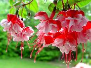 червоний Квітка Фуксія (Fuchsia) фото