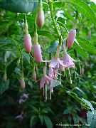 ピンク フラワー スイカズラフクシア (Fuchsia) フォト