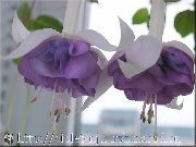 бузковий Квітка Фуксія (Fuchsia) фото