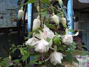 valkoinen Kukka Kuusama Fuksia (Fuchsia) kuva
