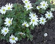 білий Квітка Анемона (Ветренніци) Ніжна (Anemone) фото