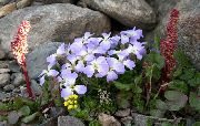 ღია ლურჯი ყვავილების Crossflower, Purple მდოგვი, ლურჯი მდოგვი, საერთო Bluemustard, მუშკი მდოგვი, Beanpodded მდოგვი, Tenella მდოგვი (Chorispora tenella) ფოტო