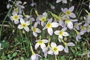 biela Kvetina Alpské Bluets, Horské Bluets, Quaker Dámy (Houstonia) fotografie