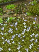 svetlomodrá Kvetina Alpské Bluets, Horské Bluets, Quaker Dámy (Houstonia) fotografie