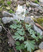 білий Квітка Рясту Лісові (Corydalis) фото