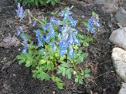 blau Blume Lerchensporn (Corydalis) foto