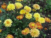аранжавы Кветка Хрызантэма Карэйская (Chrysanthemum) фота