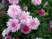 ピンク フラワー 花屋お母さん、ポットお母さん (Chrysanthemum) フォト