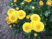 geel  Bloemisten Mama, Pot Mama (Chrysanthemum) foto