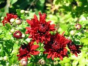 sarkans Zieds Floristi Mamma, Pot Mammu (Chrysanthemum) foto