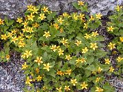 ყვითელი ყვავილების Goldenstar, მწვანე და ოქროს (Chrysogonum) ფოტო