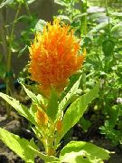 Hanekam, Pluim Plant, Gevederde Amarant oranje Bloem