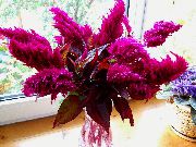 бургундац Цвет Кицош, Перјаница Биљка, Феатхеред Амарант (Celosia) фотографија