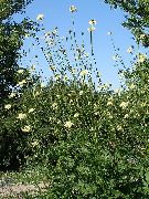 белы Кветка Цефалярия (Cephalaria) фота
