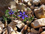blau Blume Cyananthus  foto