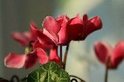 Zasiať Chleba Hardy Cyklámen červená Kvetina
