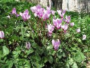 紫丁香 花 母猪面包，耐寒仙客来 (Cyclamen) 照片