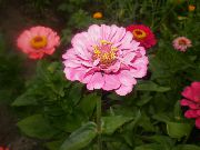růžový Květina Cínie (Zinnia) fotografie