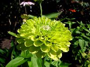 πράσινος λουλούδι Ζίννια (Zinnia) φωτογραφία