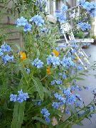 açık mavi çiçek Tazı Dilinin, Gypsyflower, Çince Unutma Beni Değil (Cynoglossum) fotoğraf