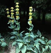 żółty Kwiat Ciemiernik (Veratrum) zdjęcie