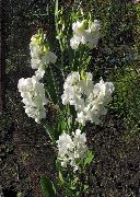 biela Kvetina Hrachor Vonný, Večný Hrášok (Lathyrus latifolius) fotografie