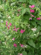 rosa Flor Lathyrus Tuberosus  foto