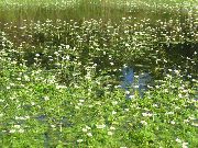 weiß Blume Wildwasser-Hahnenfuß (Batrachium, Ranunculus trichophyllus) foto