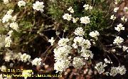 hvit Blomst Schivereckia  bilde