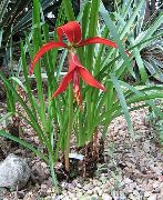 წითელი ყვავილების აცტეკების ლილი, Jacobean ლილი (Sprekelia) ფოტო