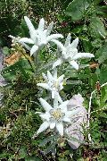 hvit Blomst Edelweiss (Leontopodium) bilde