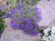 blå Blomst Sølvfarvede Dværg Harebell (Edraianthus) foto