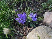 bleu ciel Fleur Harebell Naine Argentée (Edraianthus) photo
