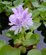 lilac Blóm Vatn Hyacinth (Eichornia crassipes) mynd