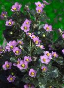 розе Цвет Персиан Љубичаста, Зелена Герман (Exacum affine) фотографија