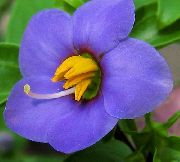 蓝色 花 波斯紫罗兰，德国紫 (Exacum affine) 照片